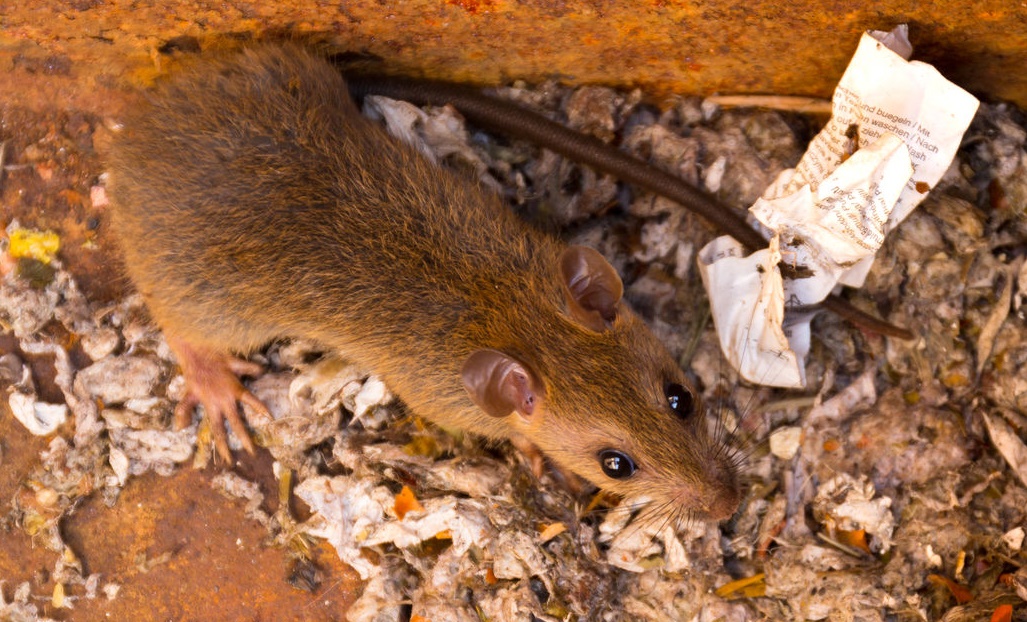 Brown Rat